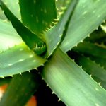 aloe arboresens