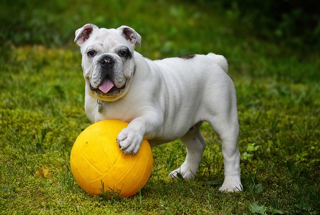 Les meilleurs jeux pour divertir votre chien à l’intérieur