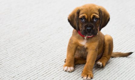 Stress chez le chien