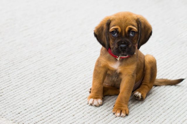 Stress chez le chien