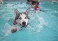 Chiot à la piscine