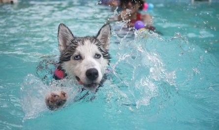 Chiot à la piscine