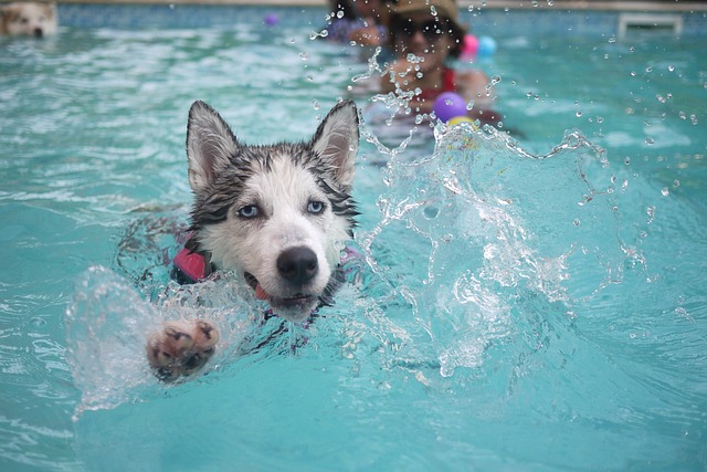 Comment introduire votre chiot à la piscine : conseils et astuces