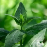 réduire l'hypertension